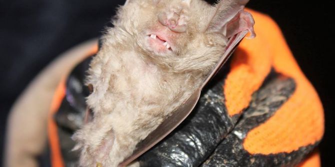 Nesli Tükenmekte Olan Yarasa Hatay’da Bulundu