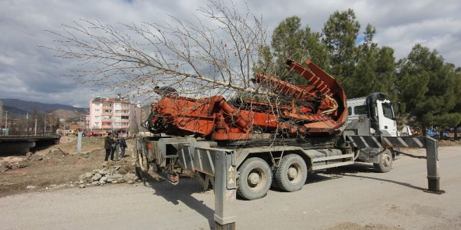 Osmancık’ta Kızılırmak Sahilindeki Ağaçlar Taşınıyor
