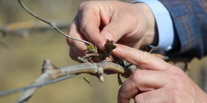 Erkenci Bağları Don Vurdu