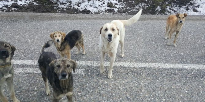 Tosya’da Başıboş Geçen Sokak Köpekleri, Tehlike Saçıyor