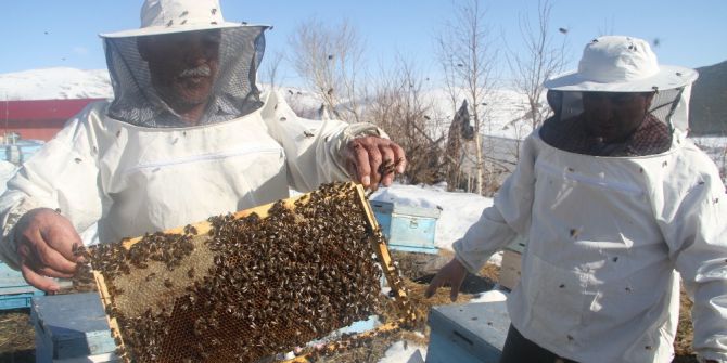 Arıların Karla Mücadelesi