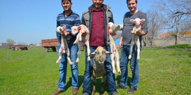 Bursa’da Bir Koyun Dördüz Doğurdu