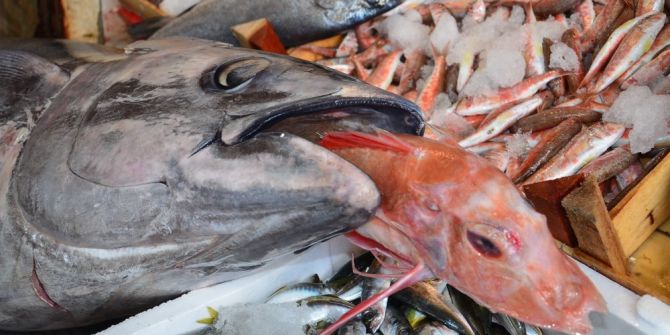 Dev Orkinos 2 Bin 500 Liraya Satıldı