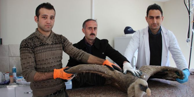 Artvin’de Baraj Gölü Kenarında Bulunan Yaralı Kızıl Akbaba Tedavi Altına Alındı