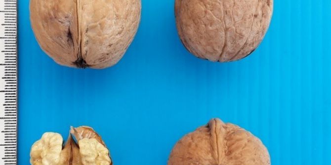 Ksü’den Yeni Bir Ceviz Çeşidi Daha, “Bayrak” Tescil Listesine Girdi