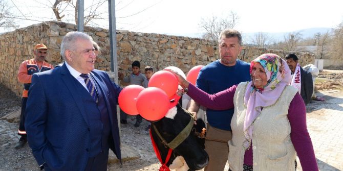 Başbakan’dan İstediği İnekleri Teslim Aldı