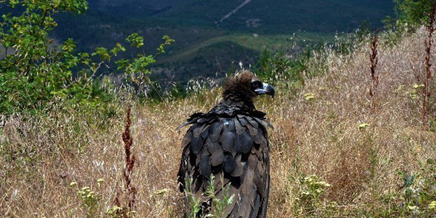 Tedavisi Tamamlanan Kara Akbabalar Özgürlüğe Kanat Çırptı