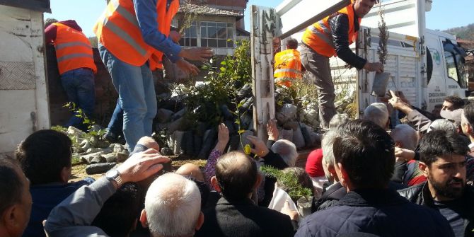 Devrek Orman İşletme Müdürlüğünden Ücretsiz Fidan Dağıtımı