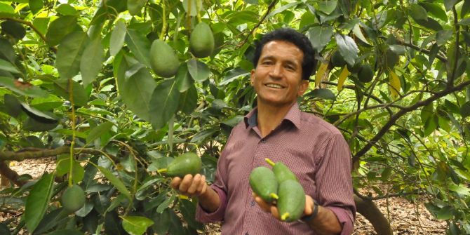 Tanesi 5 Tl’ye Çıkan Avakado Üreticinin Yüzünü Güldürdü