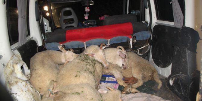 Hayvan Hırsızları Yakalandı