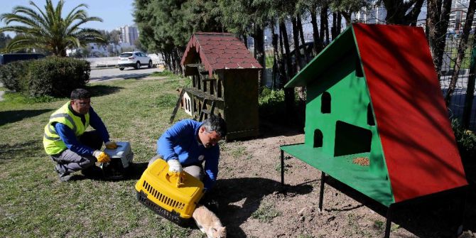Karşıyaka’da ‘Evsiz’ Kedi Kalmayacak