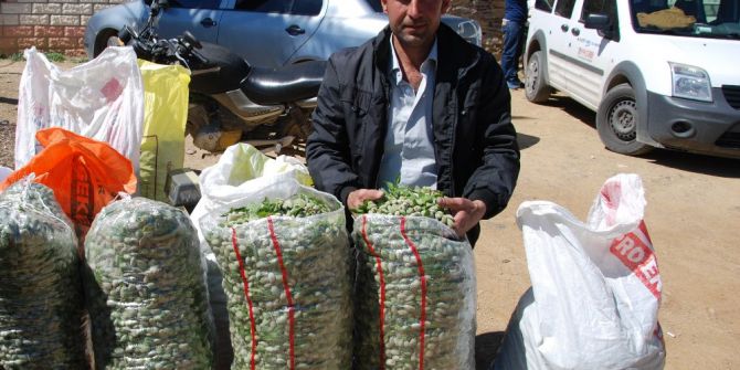 Çağla, Üreticisini Sevindirdi