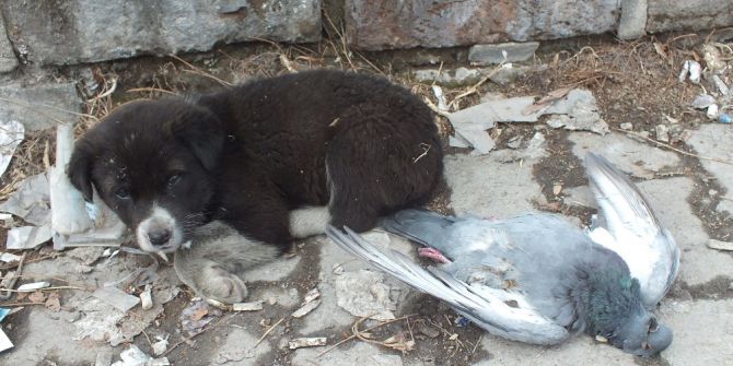 Sokak Köpeği Donan Güvercini Yalnız Bırakmadı