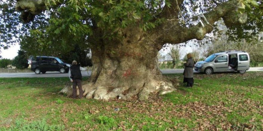 Samsun’un En Yaşlı Ağacı