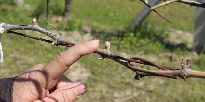 Üzüm Üreticileri Tetikte