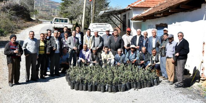 Salihli Belediyesinden Çiftçiye Fidan Desteği