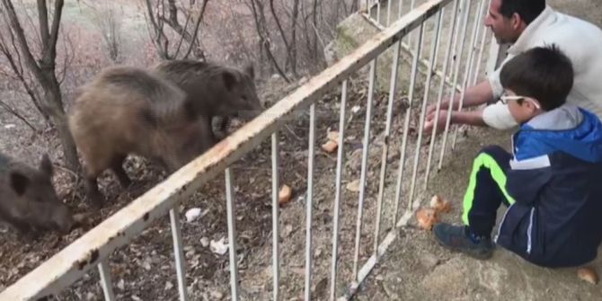 Tunceli’de, Yaban Domuzları Şehre İnmeye Devam Ediyor