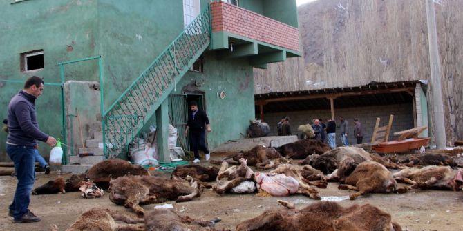 Çobanın İlgilenmediği 20 Büyükbaş Hayvan Telef Oldu