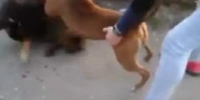 Köpekleri Dövüştürdüler, Bir De Kameraya Kaydettiler