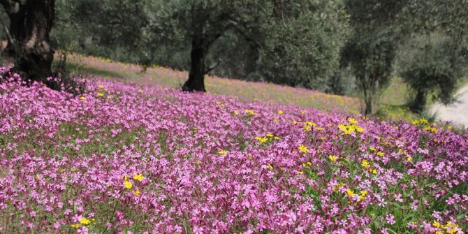 Hatayda Doğa Rengarenk
