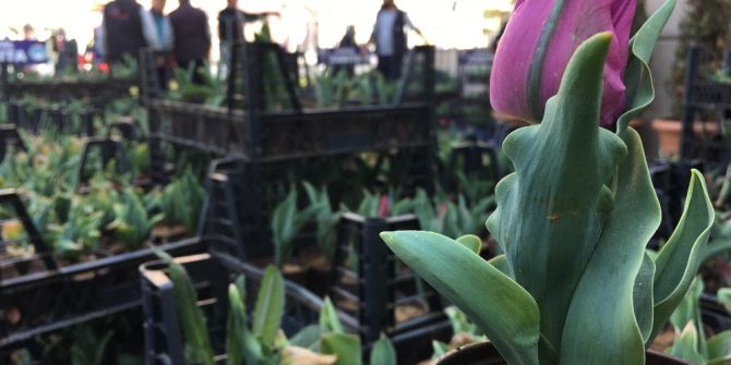 Kartal’da Lale Festivali Başladı