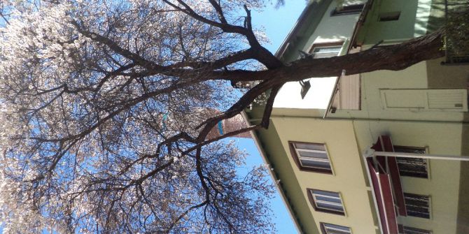 Bu Badem Ağacı Her Yıl Erken Açmaya Abone Gibi