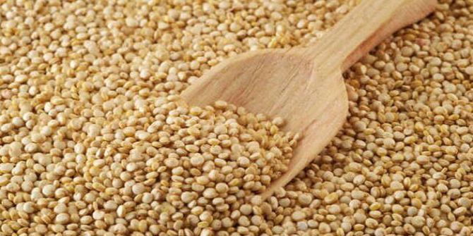 2017’nin İlk Kinoa Ekimi Yarın Başlıyor