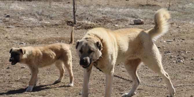 Zengin Arapların Satın Alamadığı Tek Hayvan
