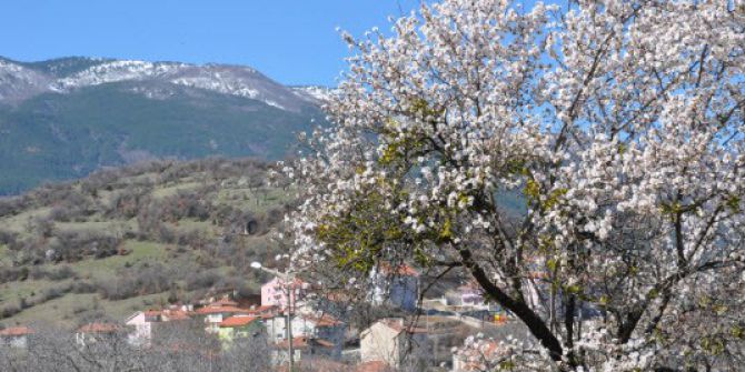 Baharın Müjdecisi Bademler Çiçek Açtı
