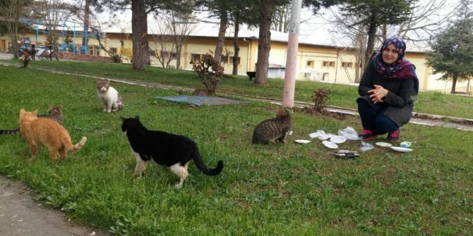 Devlet Bursuyla Sahipsiz Kedilere Bakıyor