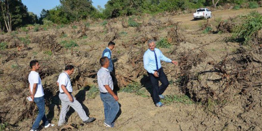 Mersin’de 152 Hektar Alanda Endüstriyel Ağaçlandırma Çalışmaları Yapılıyor