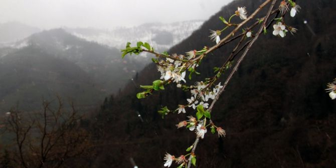 Giresun’da Kış Ve Bahar Bir Arada