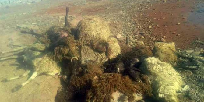 Siverek’te 21 Koyun Telef Oldu