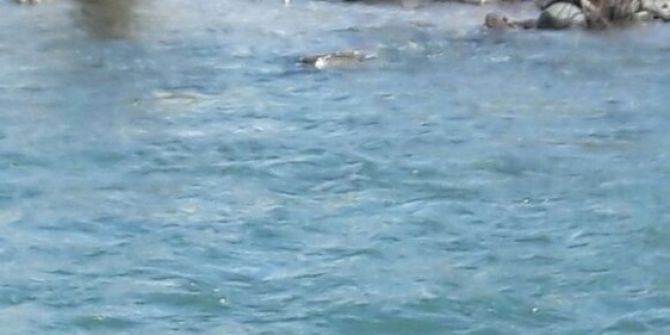 Kayıp Olan Kaçak Şahsın Cesedi Kıyıya Vurdu