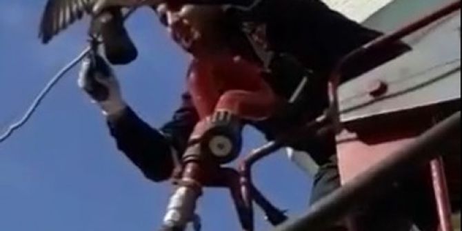Ayağı Elektrik Teline Sıkışan Güvercin Kurtarıldı