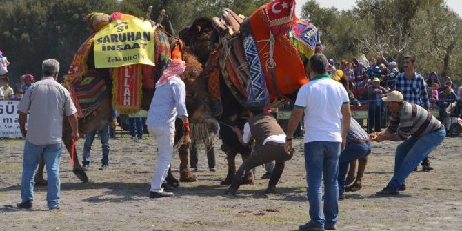 Çakmaklı 5. Geleneksel Deve Güreşleri Yapıldı