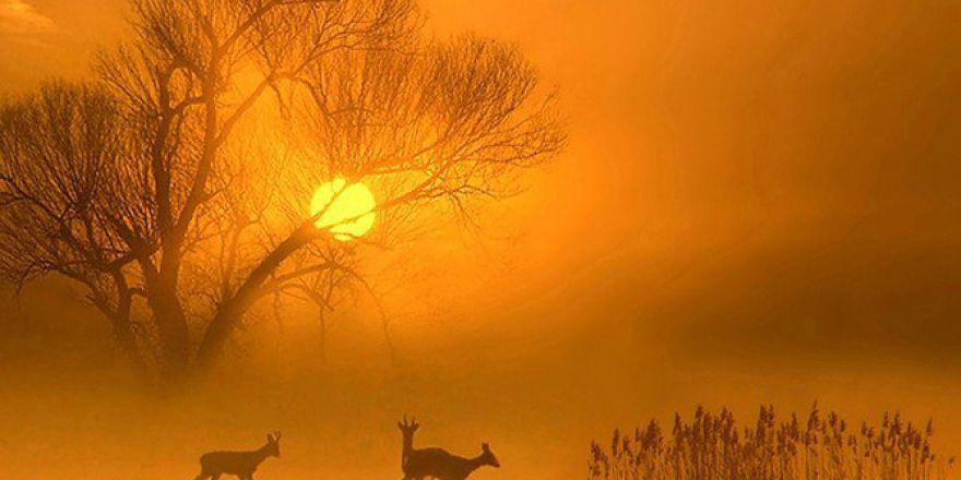 Doğaya Olan Tutkunun Sergisi ’Renkleri Ve Işığın Dans’ Bodrum’da Açıldı