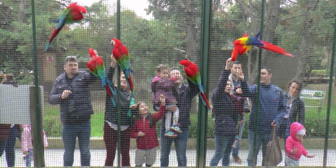 Otomobil Değerindeki Papağanları Bakıcıları Ağzıyla Besliyor