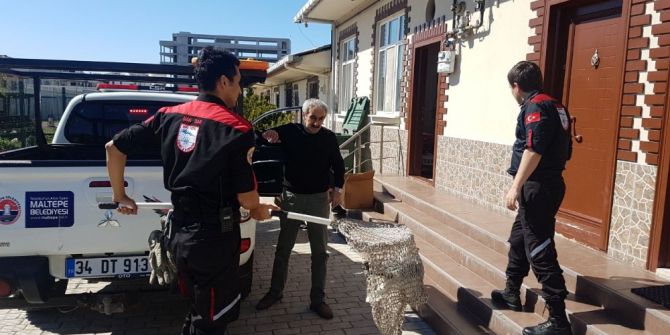 Mahsur Kalan Martıyı Belediye Ekipleri Kurtardı