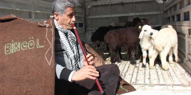 Türkücü Aydın Aydın, Kaval Çalarak Kuzularla Gezdi