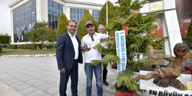 En Güzel Kent Ağacı Salon Çamı Oldu