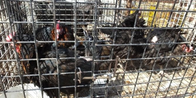 Köy Tavukları Geçim Kapısı Oldu