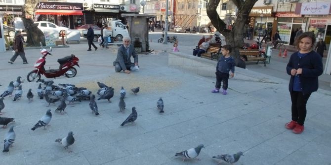 Burhaniye’de Güvercinler İlgi Odağı Oldu