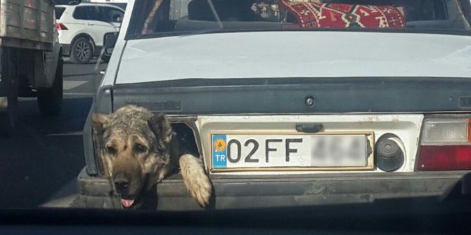 Stop Lambası Yerine Köpek Kafası