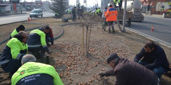 Malatya Çiçeklerle Renkleniyor
