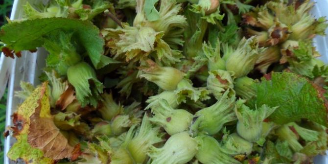 Fındık Destek Ödemesi 3 Nisan’da Başlayacak