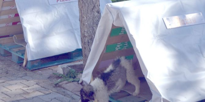 Piazza’dan Sokak Hayvanlarına Yuva Desteği