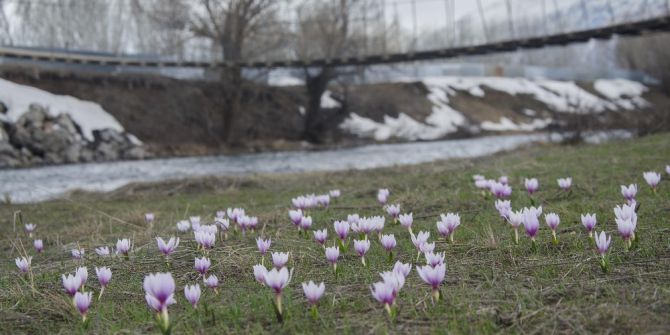 Munzur Vadisi’ne Bahar Geldi, Çiçekler Açtı