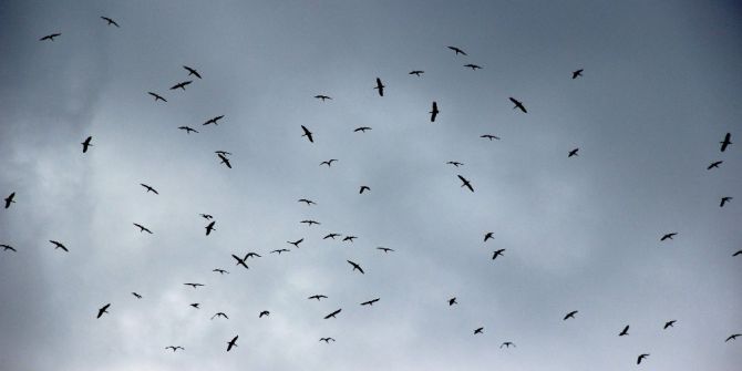 Baharın Müjdecisi Leylekler Göç Yolunda