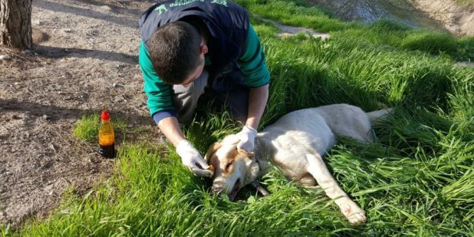 Suriye Sınırında Bulunan Yaralı Köpek Askerler Tarafından Kurtarıldı